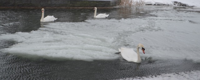 snow18-canalswans